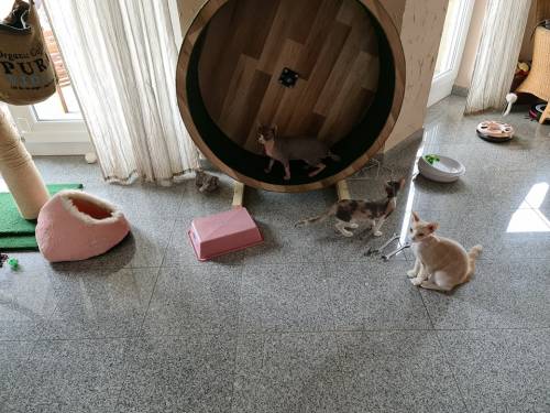 PAUL KATZENLAUFRAD - Laufräder für Katzen