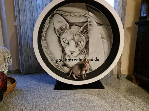 PAUL KATZENLAUFRAD - Laufräder für Katzen