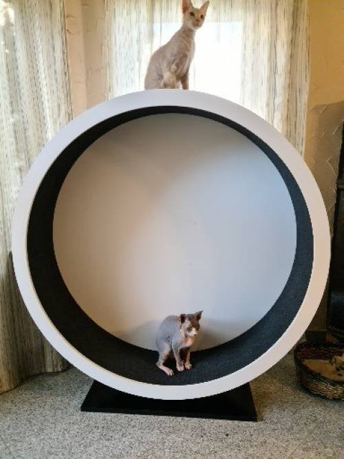 PAUL KATZENLAUFRAD - Laufräder für Katzen