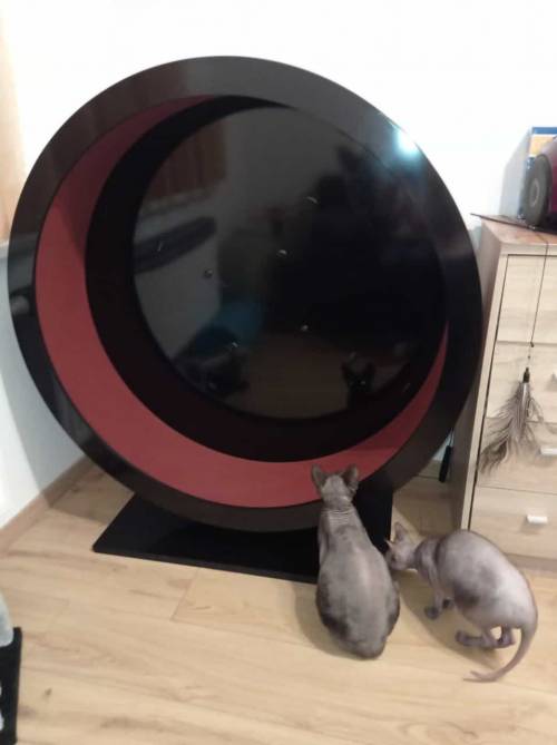 PAUL KATZENLAUFRAD - Laufräder für Katzen