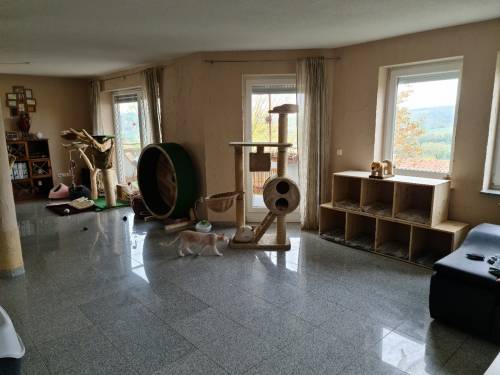 PAUL KATZENLAUFRAD - Laufräder für Katzen