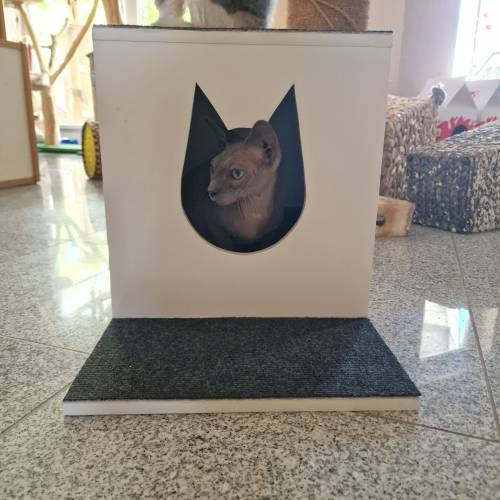 PAUL KATZENLAUFRAD - Laufräder für Katzen