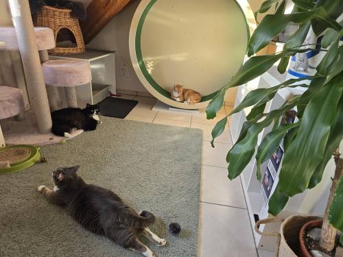 PAUL KATZENLAUFRAD - Laufräder für Katzen